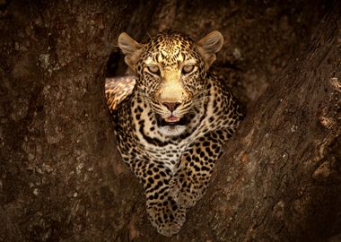 Resting Leopard