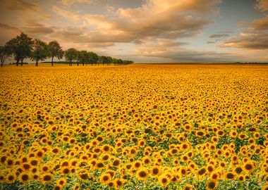 Sunflowers