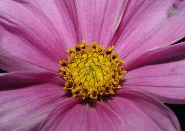 Purple cosmos flower macro