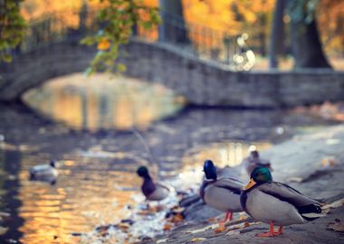 Autumn lake, park, Poland