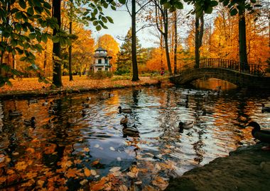 Autumn trees, park, Poland