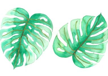 Watercolor Monstera Leaves