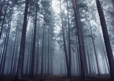 Mysterious foggy forest