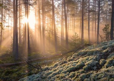 Fog in the forest