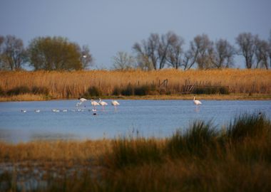 Flamant rose d automne