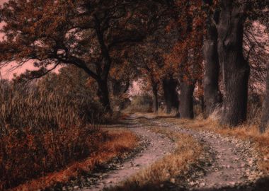 Autumn alley, trees,leaves