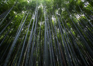 Bamboo forest in japan