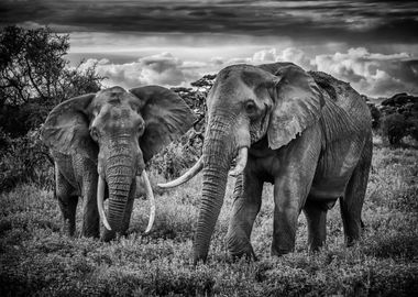 Elephants BW Africa Kenya