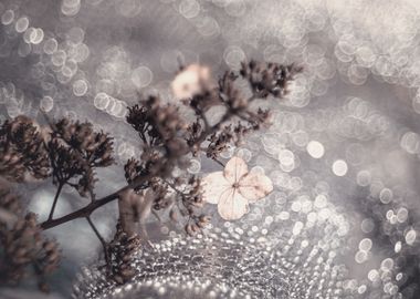 Dried hydrangea flowers