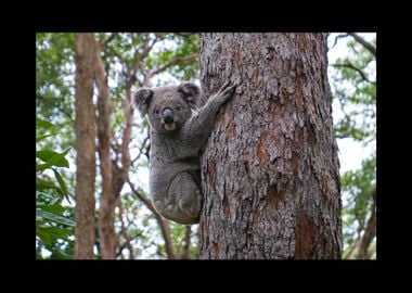 Koala