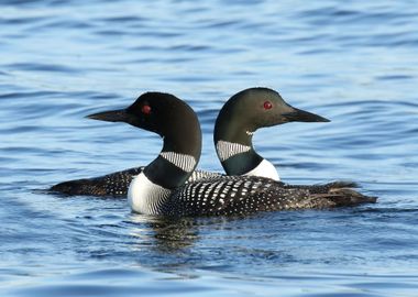 Loon love