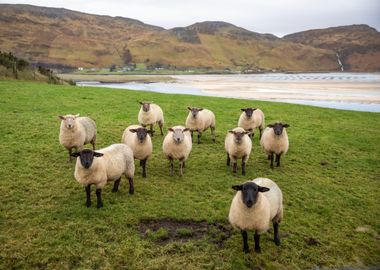 Scottish Black Face