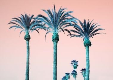 Summer Palm Trees Dream 1