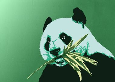 Panda eating