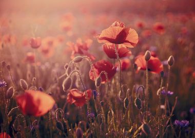 Red field poppy in meadow