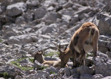 Ibex Bouquetin