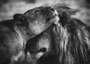 Lion Love