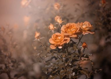 Beautiful tea roses, macro