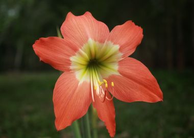 Orange Flowers 