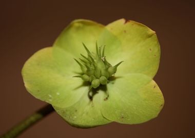 Helleborus flower blossom