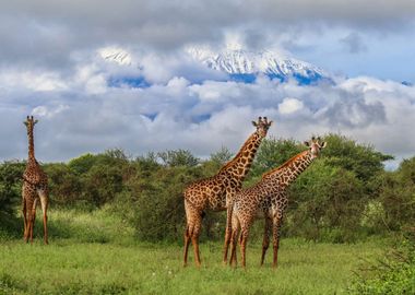 Giraffes, Africa, Kenya