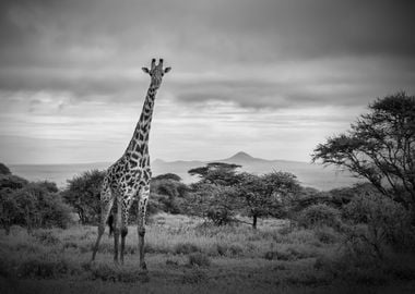 Giraffe,Africa,safari,BW 