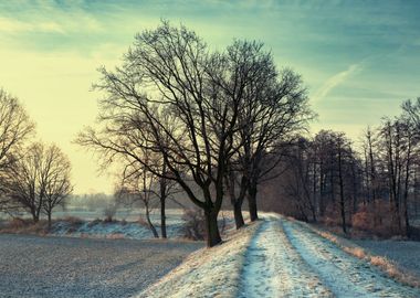 Winter trees,frozen meadow