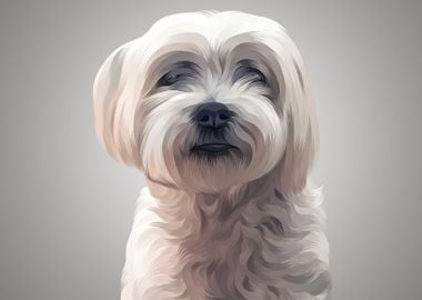 Havanese 2