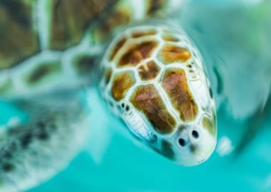 Turtle head close up