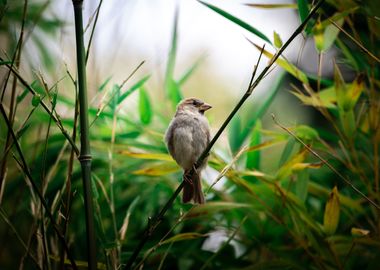 Bamboo bird