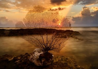 Dead reef at sunset 