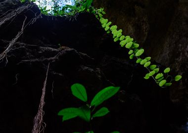 Roots in a cenote