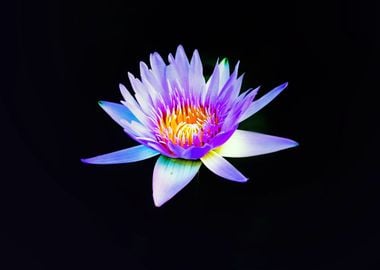 Violet Water Lily 