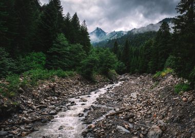 River in the Deep Forest