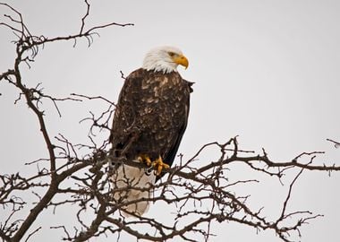 Bald eagle in tree