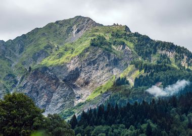 Forest at Mountain Nature