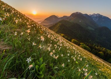 Meadow by Mountains Nature