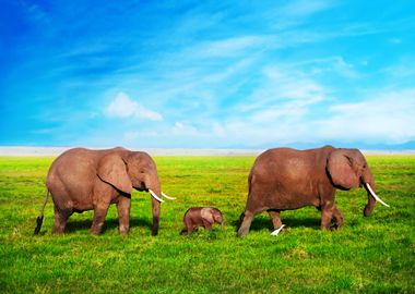 Elephant Family Animals