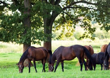 Horse Animals at meadow