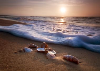 Shells at sandy Sea Beach