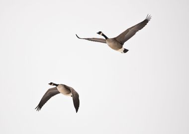 Two geese in flight