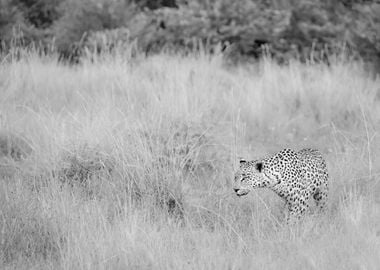 Pilanesberg Leopard