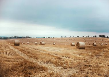 Hay Field Nature