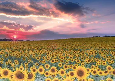 Field with Sunflowers 