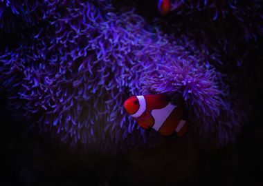 Clown Fish In Purple Coral