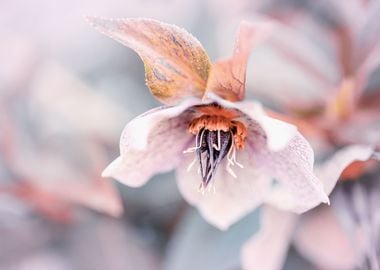 Beautiful pink flowers