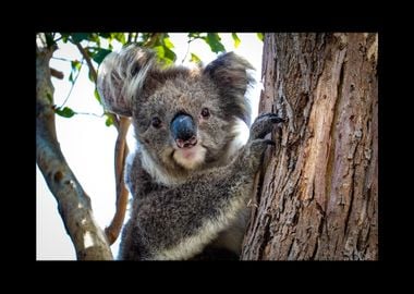 Koala