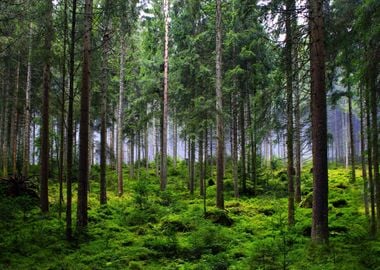 Forest Trees Nature