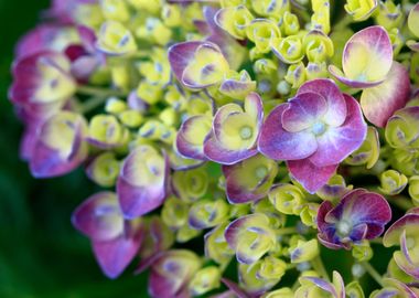 Hydrangea