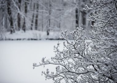 Winter in park, B&W,Poland